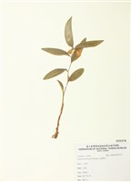 藏品(山寶鐸花)的圖片
